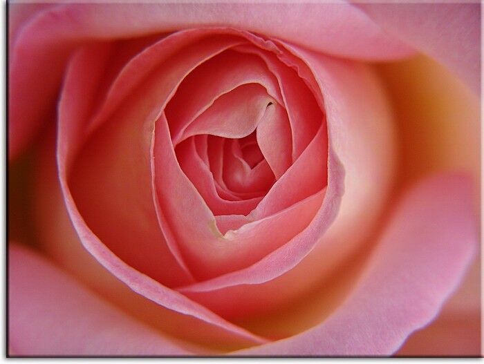 Leinwandbild Rosa Rose
