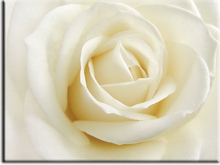 Modernes Blumenbild - Weisse Rose-60 x 70 cm