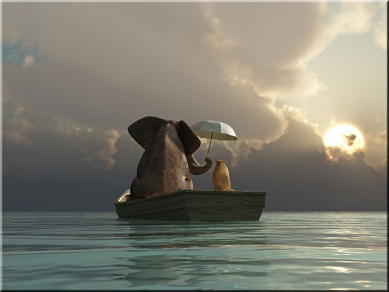 beste-freunde-elefant-und-hund-auf-dem-wasser beste-freunde-elefant-und-hund-auf-dem-wasser