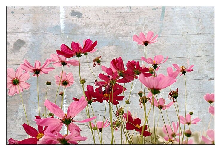 Flower Dream - Modernes Leinwandbild Modernes Leinwandbild - Flower Dream
