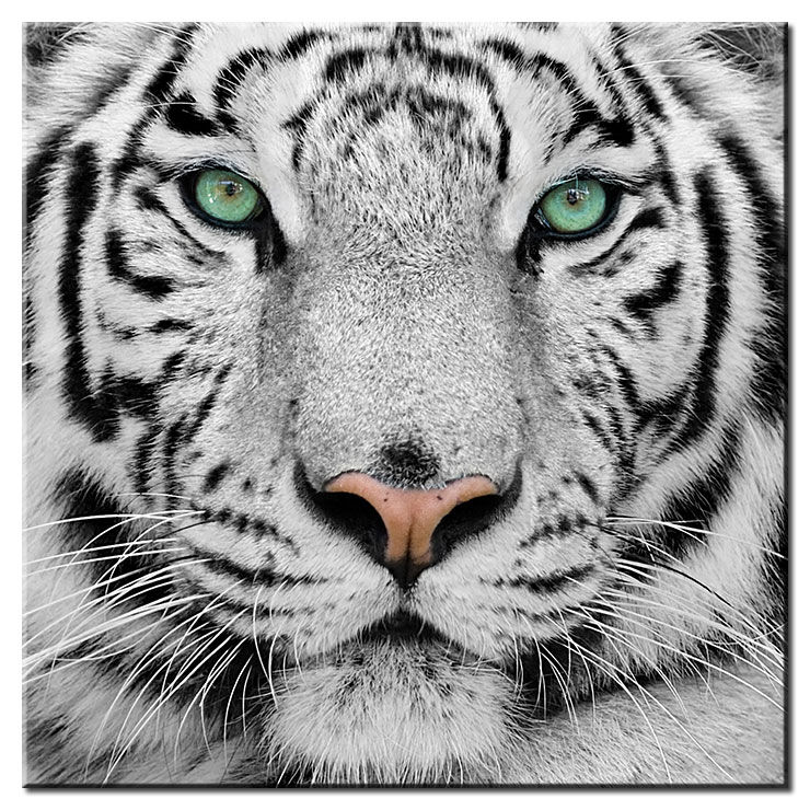White Tiger - Modernes Leinwandbild