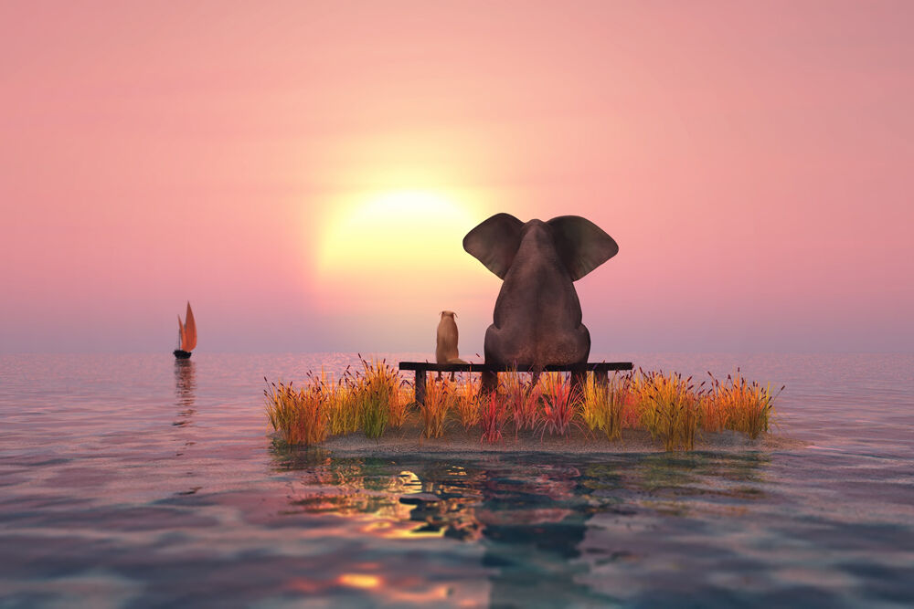 elefant-und-hund-bei-Sonnenuntergang-auf-Wasser
