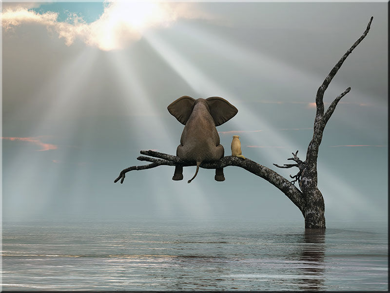 beste-freunde-elefant-und-hund-gemeinsam-auf-einem-ast beste-freunde-elefant-und-hund-gemeinsam-auf-einem-ast